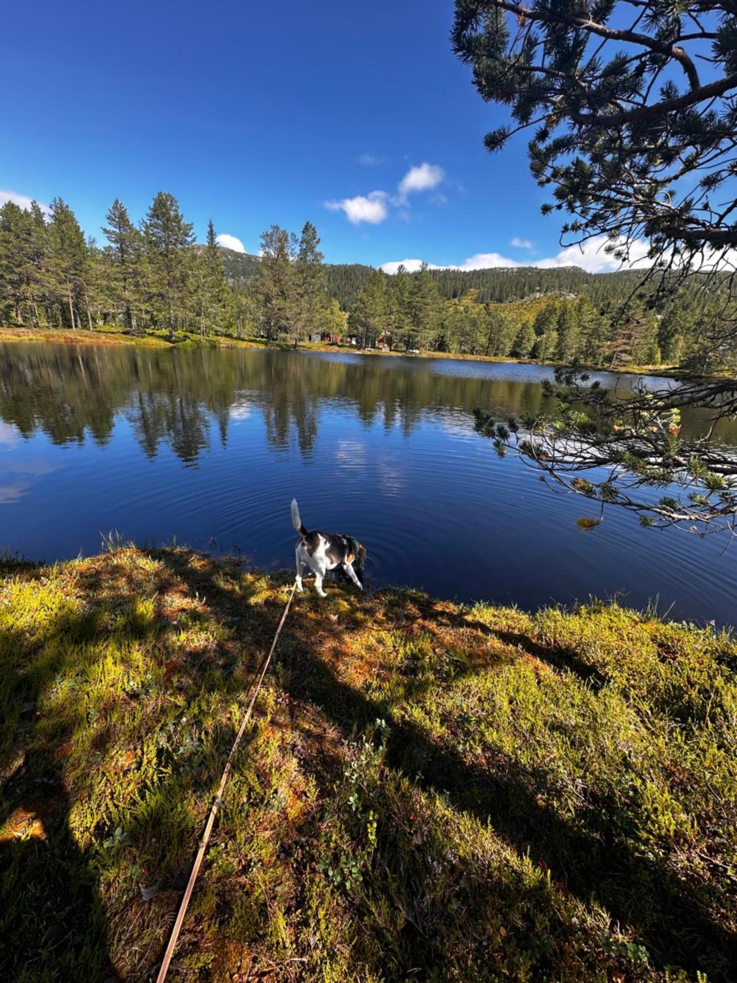 Hytta Pa Oyfjell